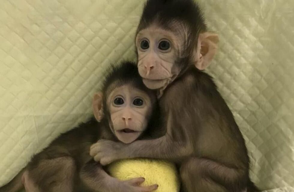 Le entraron a robar dos monos y ahora lo investigan por la procedencia de los animales