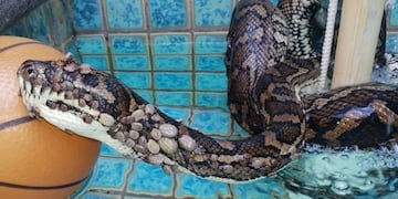 Encontraron una serpiente cubierta con más de 500 garrapatas