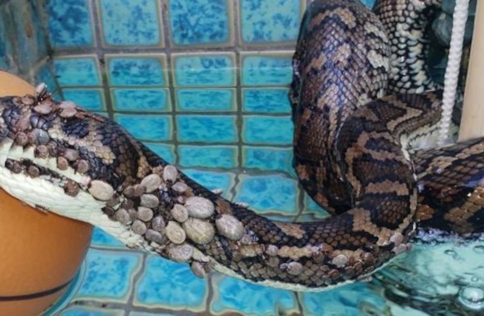 Encontraron una serpiente cubierta con más de 500 garrapatas