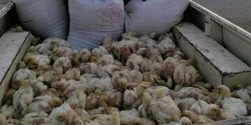 Robó tres mil pollos de un criadero de la firma Toledo (0223)