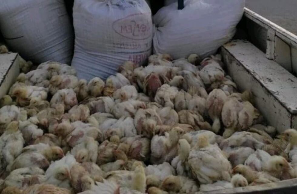 Detienen a un empleado de la firma Toledo por robar 3 mil pollos