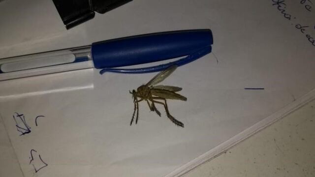Mosquitos gigantes\u002E