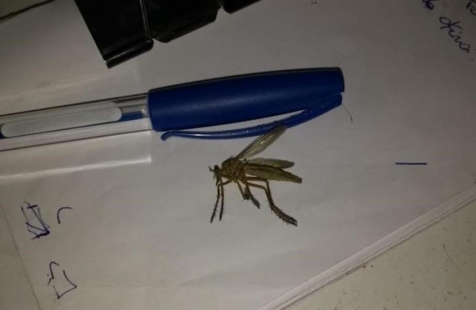 "Mosquisaurios", los mosquitos gigantes que aparecieron en Caucete