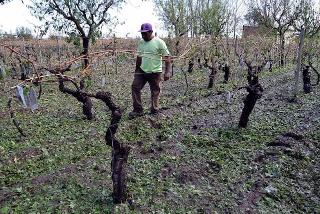 Abrieron la inscripción para el Seguro Agrícola para la temporada 2022-2023.