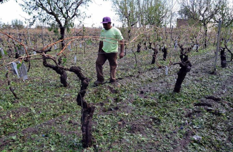 Está habilitada la adhesión al Seguro Agrícola que abonará más de $70.000 por hectarea
