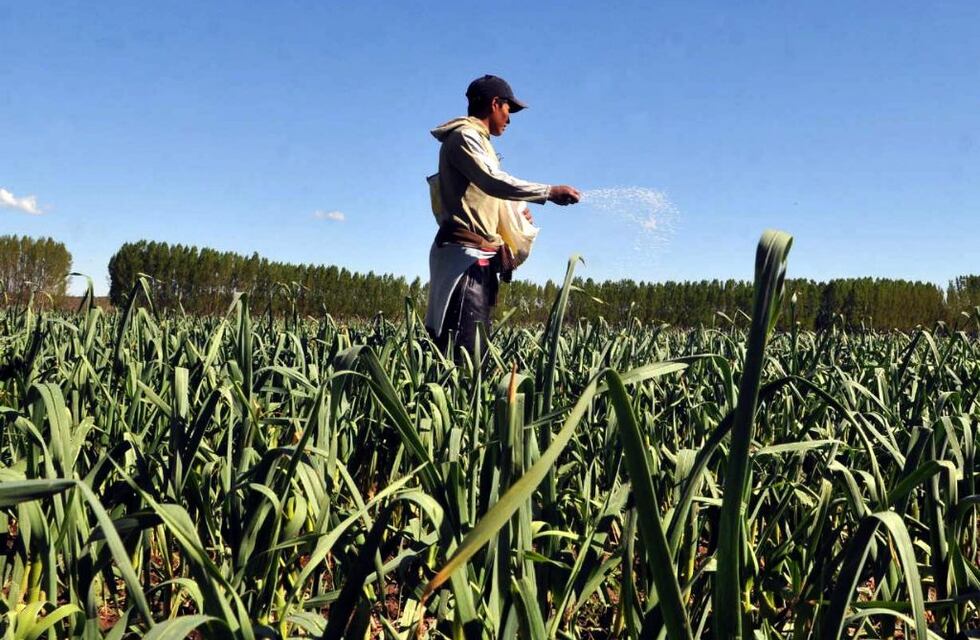 Suba en los precios y alta demanda del ajo en el exterior, aumento de  las exportaciones