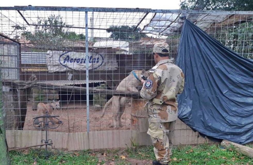 Liberaron a dos pumas que vivían en la casa de un concordiense en cautiverio