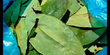 Las hojas de coca, utilizadas en el norte de nuestro país para coquear, en su clásica bolsita\u002E (Web)