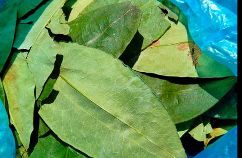 Secuestraron hojas de coca por 3 millones de pesos