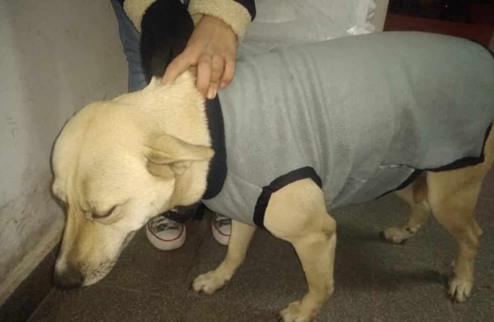Salteños solidarios abrigan con mantas y cuchas a perros callejeros