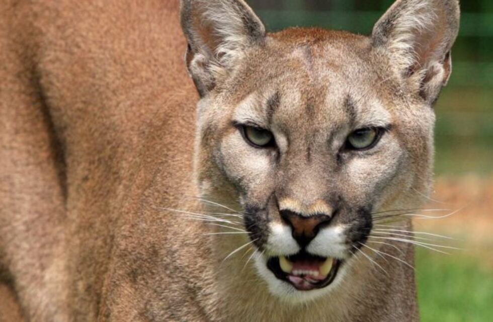 Susto en Oberá por la aparición de un puma en el casco urbano