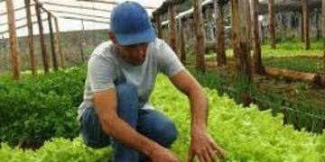 Productor hortícola de Misiones\u002E (MisionesOnline)