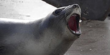 Un hombre estaba pescando y le apareció un lobo marino que quería su presa. Imagen Ilustrativa. (TN)