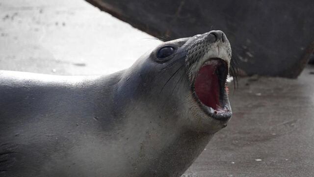 Un hombre estaba pescando y le apareció un lobo marino que quería su presa. Imagen Ilustrativa. (TN)