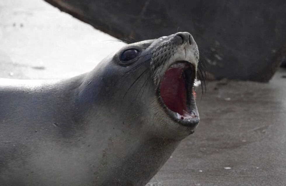 Devolvieron al mar a un elefante y cuatro lobos marinos rescatados en Buenos Aires y Entre Ríos