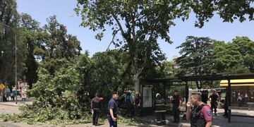 Cayó un árbol en Constitución (Twitter)