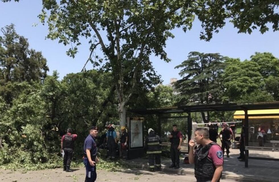 Murió la mujer aplastada por un árbol en Constitución