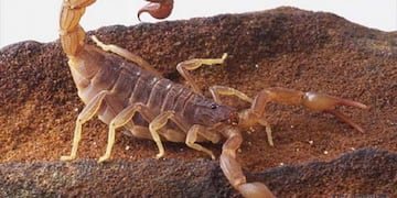 Los alacranes ya forman parte de la fauna urbana que habitualmente se encuentra en las viviendas\u002E