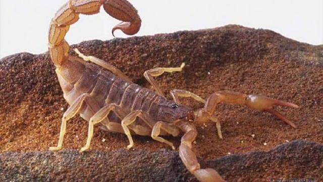 Los alacranes ya forman parte de la fauna urbana que habitualmente se encuentra en las viviendas\u002E
