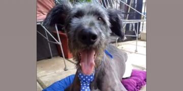 Barba, la mascota del grupo Discas, dedicado a los perrito discapacitados