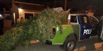 La Policía acudió a una vivienda que había sufrido un intento de robo y encontraron 75 kilos de marihuana (Foto: 0223)