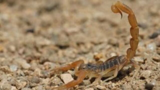 Los alacranes son mu00e1s agresivos que en otros au00f1os.