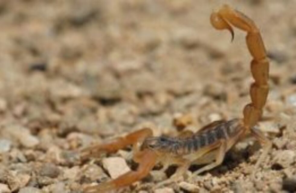 Crecen las picaduras de alacranes en Córdoba
