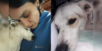 Rosita, la perra despellejada en Río Cuarto, movilizó una gran cantidad de personas para pedir justicia por la agresión\u002E (LV 16 Radio Río Cuarto)