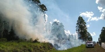 El fuego se inició en un eucalital de la ruta provincial 103\u002E