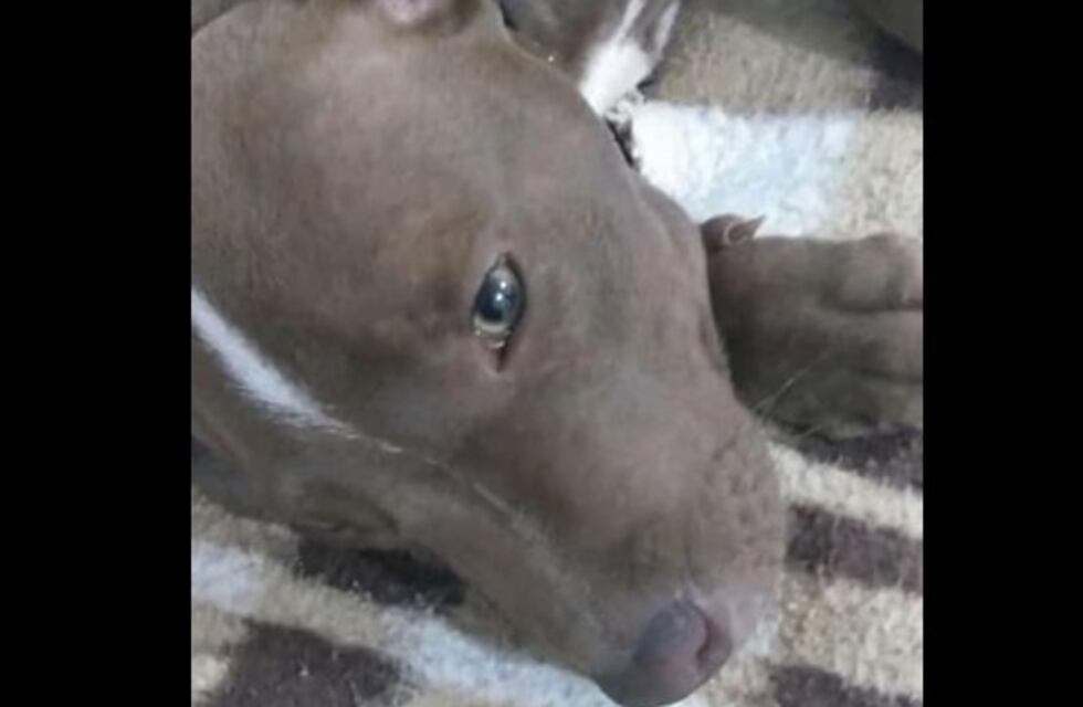 ¿Dónde estás Rocco?: le robaron su pitbull y ofrece $15 mil para que se lo regresen