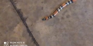 El ejemplar apareció en el quincho de la casa de una vecina\u002E