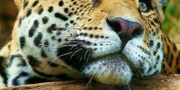 Abren un espacio de interpretación del yaguareté en el Parque Iguazú\u002E (Proyecto Yaguareté)