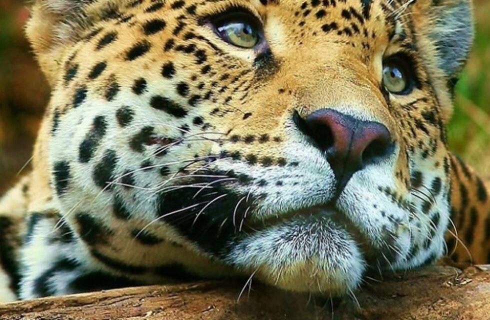 Abren un centro de interpretación del yaguareté en el Parque Iguazú