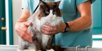 Hospital veterinario.