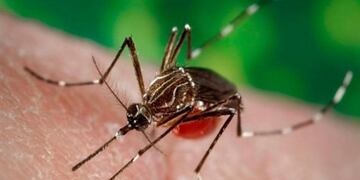 Dengue Tucumán\u002E