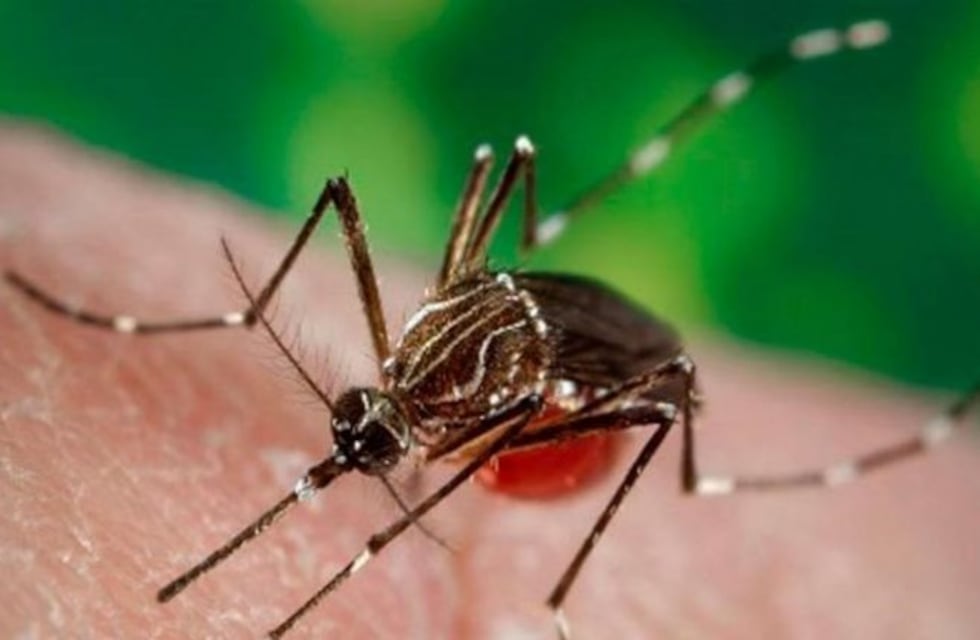 Buscan crear conciencia sobre el dengue