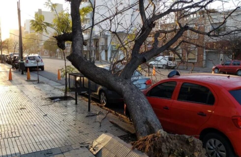 Cayó un árbol y aplastó dos autos, en General Paz