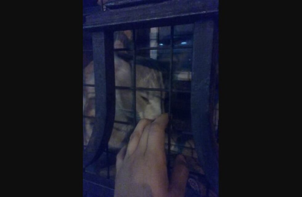 Pide ayuda para rescatar a un gatito encerrado en una casona abandonada