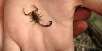 Qué hacer ante una picadura\u002E