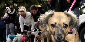 Jornada de adopción de perros y gatos en la ex Rural