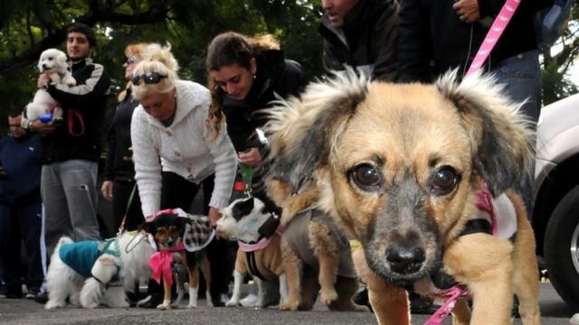 Jornada de adopción de perros y gatos en la ex Rural