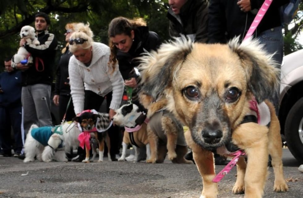 El Imusa entregará en adopción 35 perritos y 12 gatitos