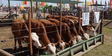 Ganado vacuno en Expoagro