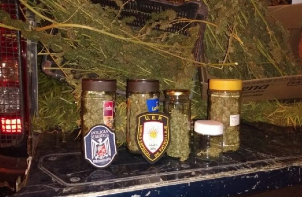 La Policía fue por un robo y se encontró con un vivero de marihuana