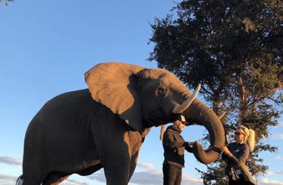 Mauro Icardi dejó muy mal parada a Wanda en pleno safari