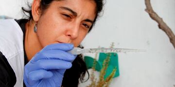 Comienzan las campañas para erradicar el mosquito transmisor del dengue\u002E