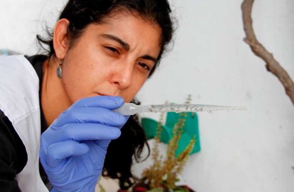 Dengue: siete nuevos casos detectados en Córdoba