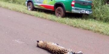 Yaguareté atropellada en la ruta provincial 19