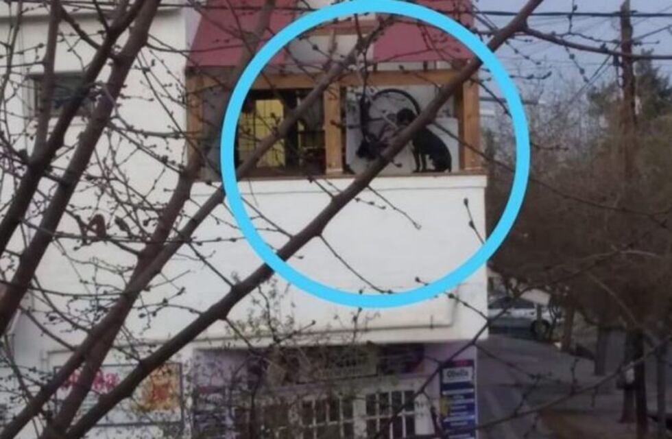 Macabro: hallan a un perro colgando de un balcón en Guaymallén