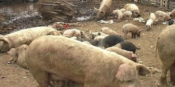 Robaron chanchos para comer y los condenaron a tres años